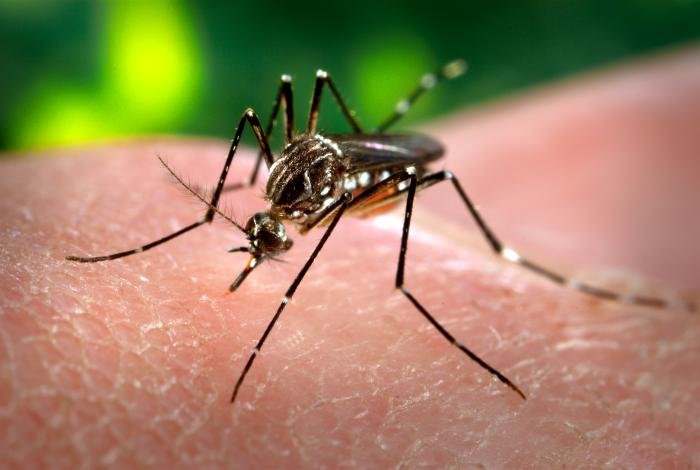 Mosquito Aedes aegypti transmissor da dengue no Distrito Federal
