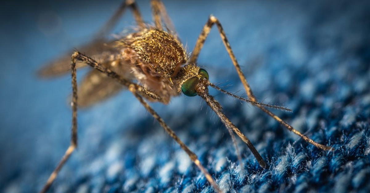 Mosquito em macrofotografia pousado sobre tecido azul