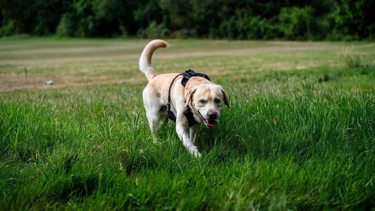 Cão labrador com arnês em gramado, como os usados por cães-guia