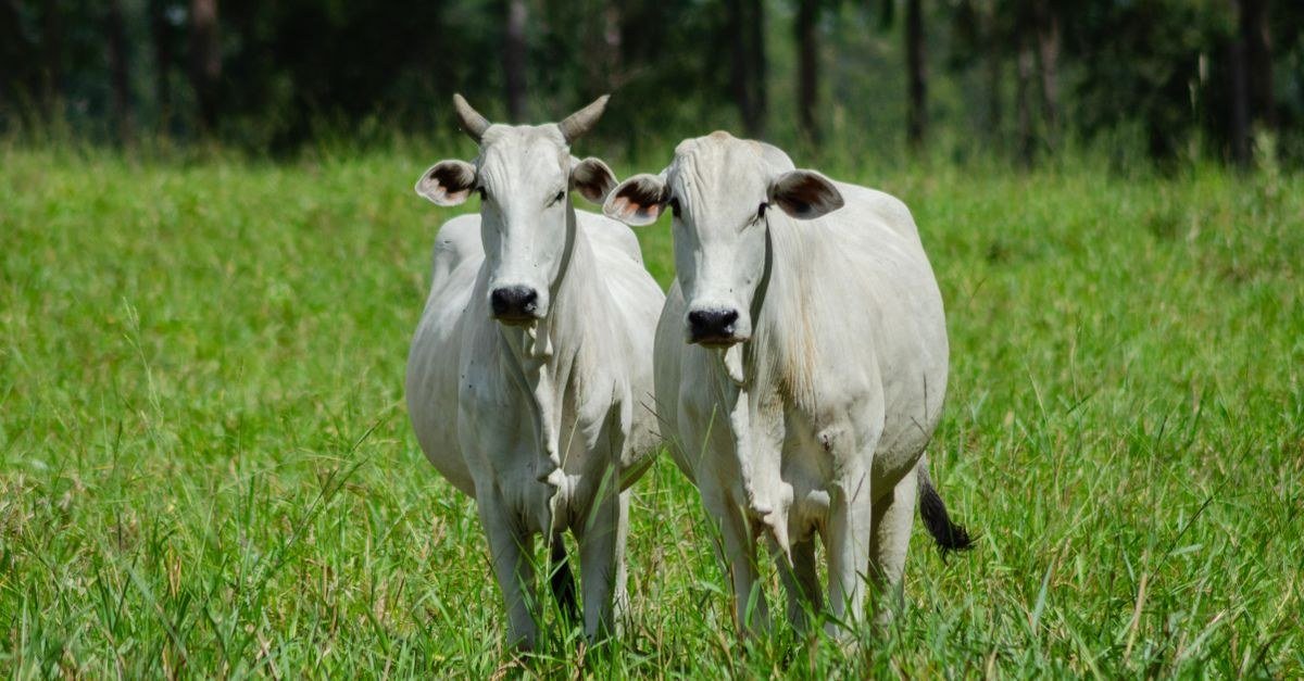 Duas cabeças de gado branco em pasto verde durante o dia