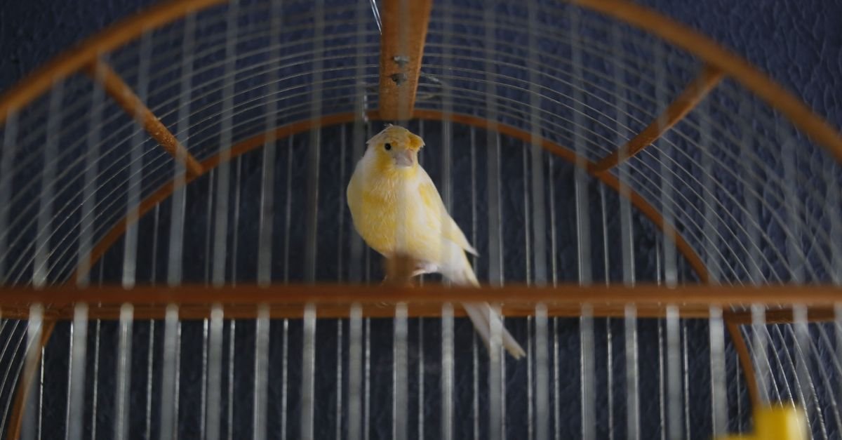 Pássaro amarelo dentro de gaiola de madeira e arame