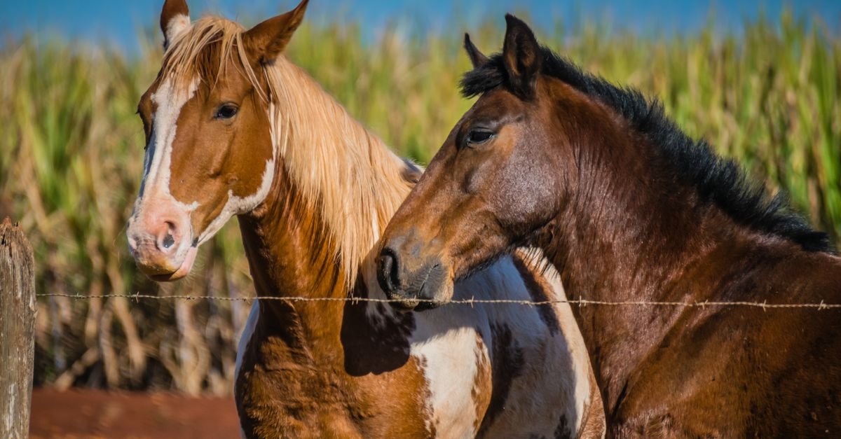 Dois cavalos junto a uma cerca de arame em propriedade rural, com vegetação ao fundo