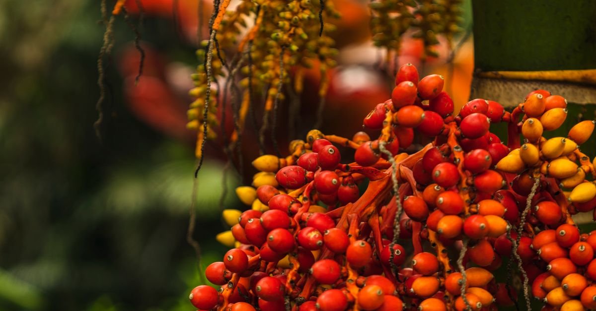 Cacho de frutos vermelhos e alaranjados de palmeira em closeup