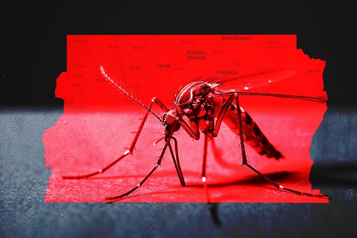 Mosquito Aedes aegypti transmissor da dengue no Distrito Federal