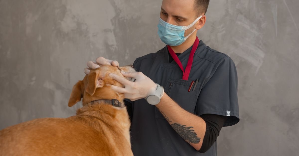 A professional veterinarian in mask examines a dog indoors during a checkup.