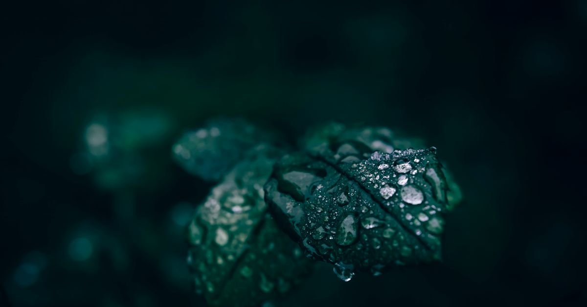 Intimate look at fresh water droplets resting on dark green leaf with moody background.