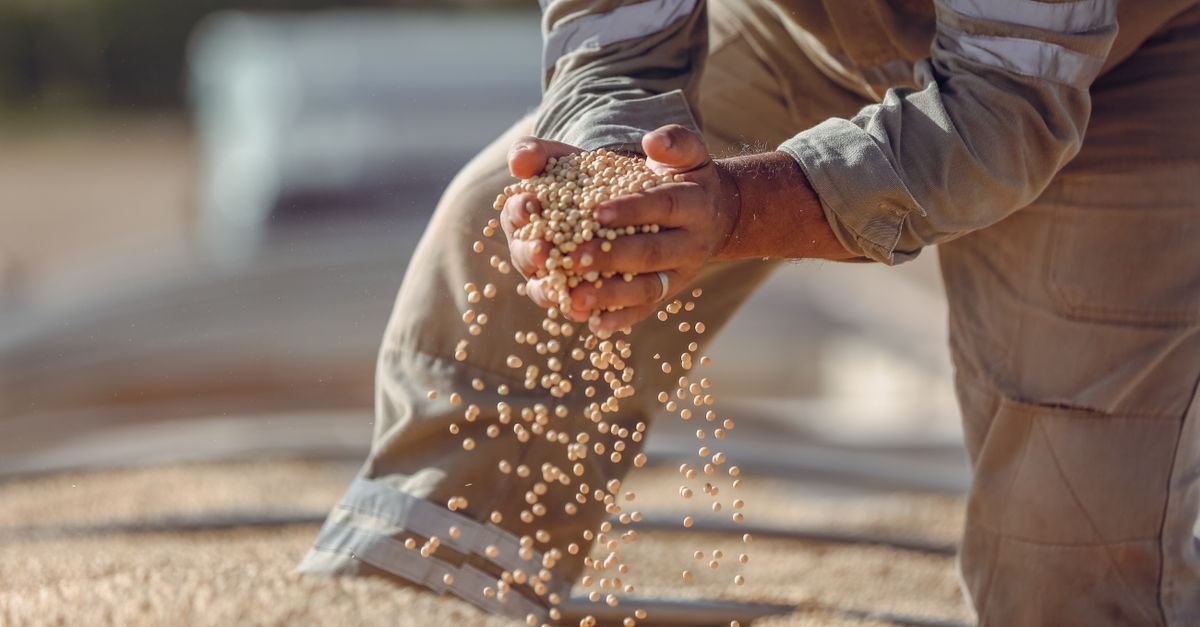 Hands holding soybeans during harvest in Paragominas, Brazil, showcasing agriculture.