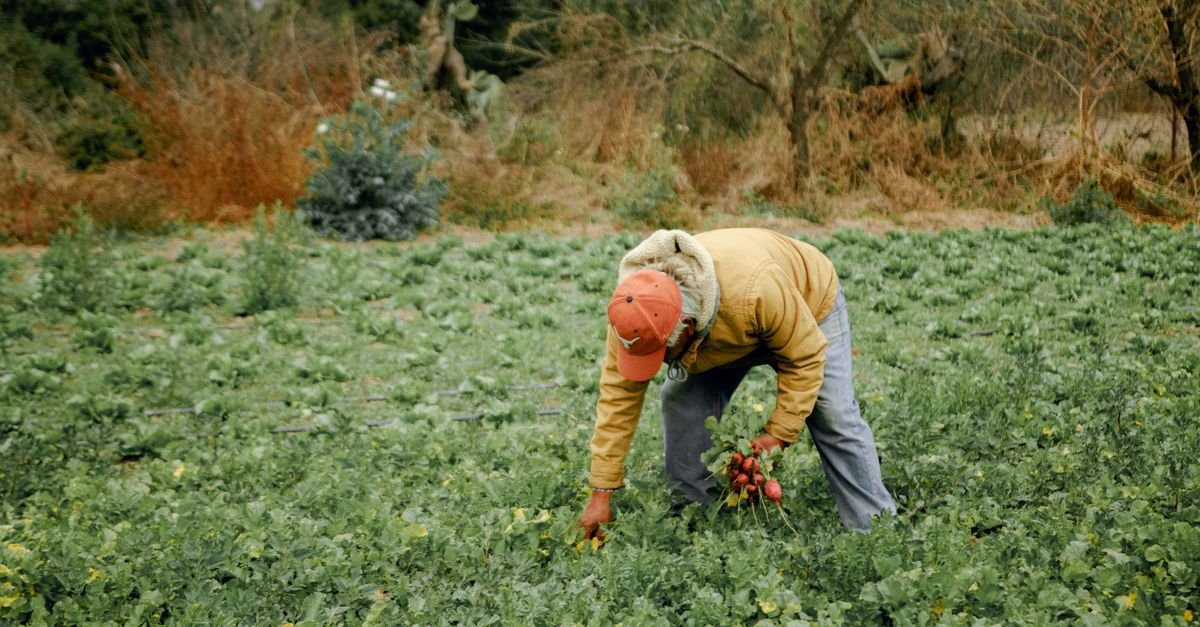 A farmer is seen harvesting root vegetables in a lush, green countryside field.