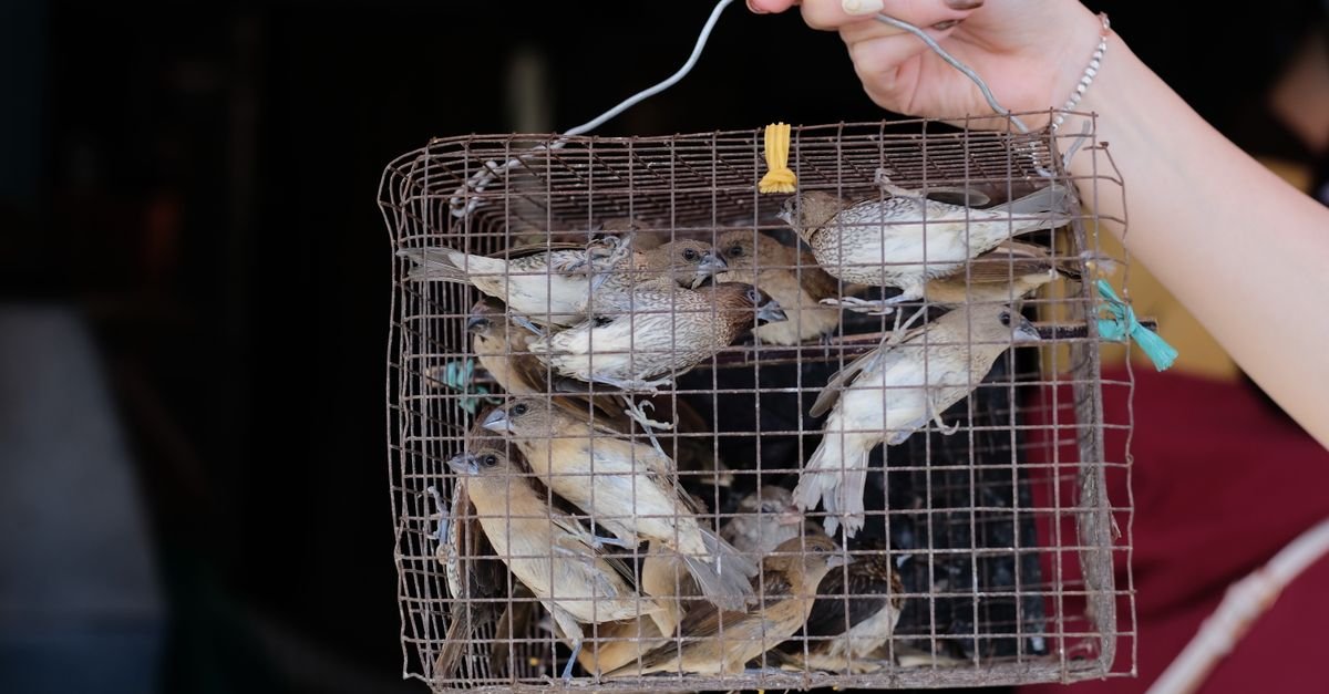 A close-up shot of several birds trapped in a wire cage held by a hand, highlighting the concept of captivity.
