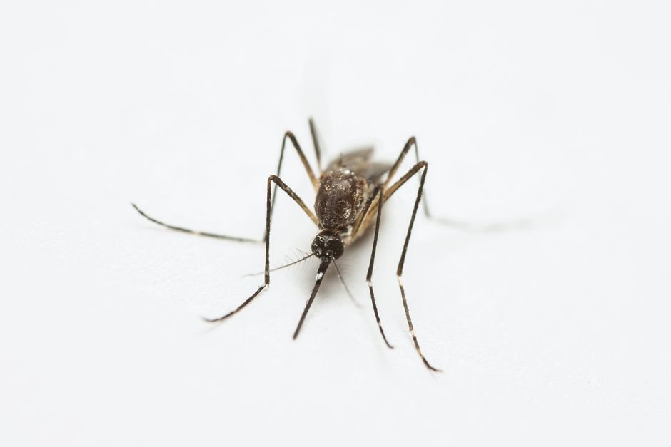 Casos de dengue caem 75% no Brasil em 2026, diz ministerio