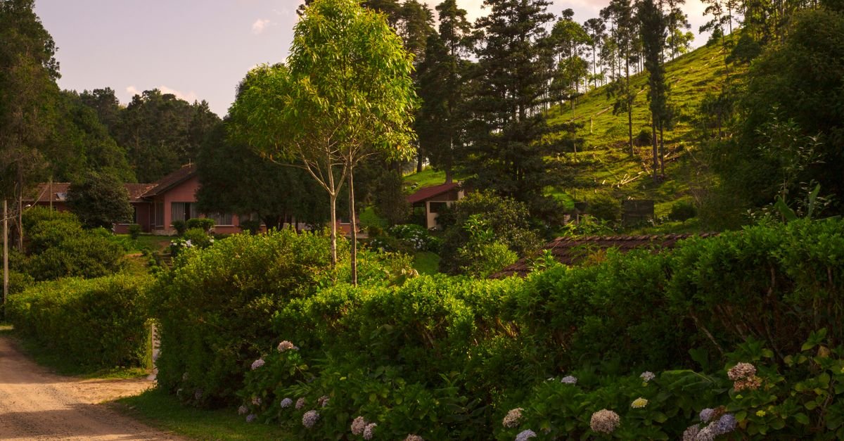 Casas de área rural ao longo de uma estrada de terra, entre árvores e vegetação