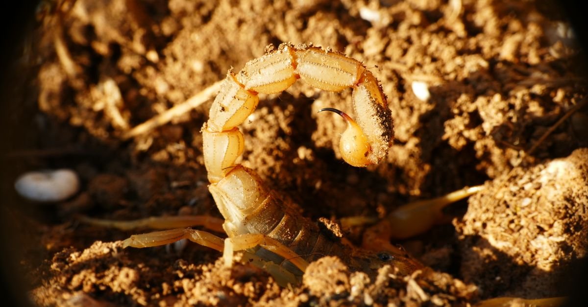 Escorpião-amarelo com a cauda e o ferrão erguidos em solo seco