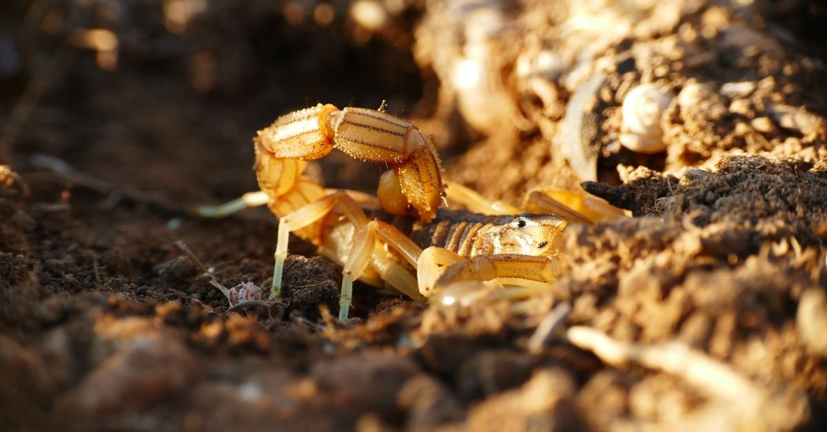 Escorpião amarelo em solo seco, em imagem de close