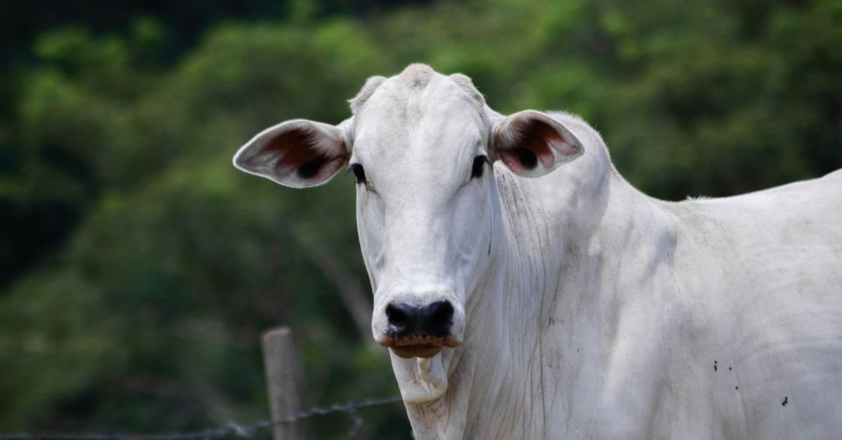Boi da raça nelore em pastagem cercada, com mata ao fundo