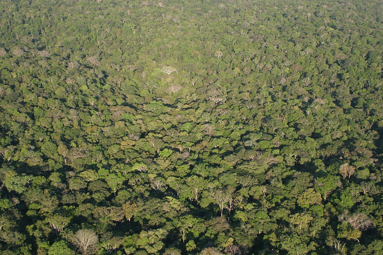 Vista aérea da floresta amazônica na região de Manaus, no Amazonas