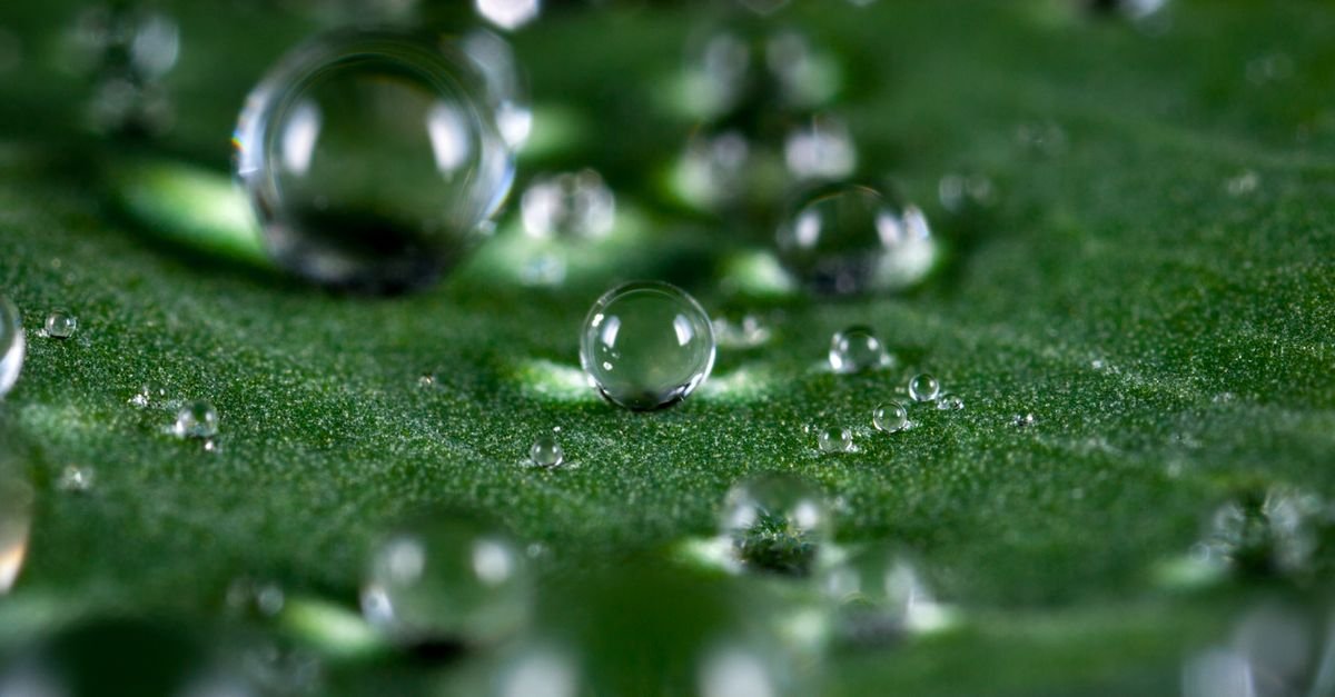 Close-up de gotas de orvalho sobre a superficie de uma folha verde