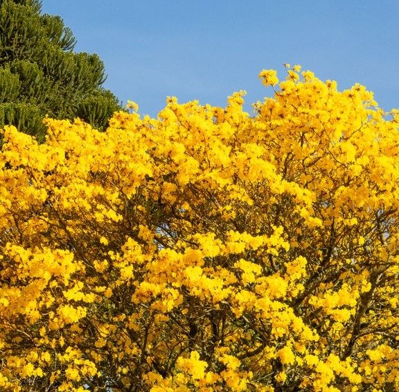 Copa de ipê-amarelo coberta de flores contra o céu azul em dia de tempo seco