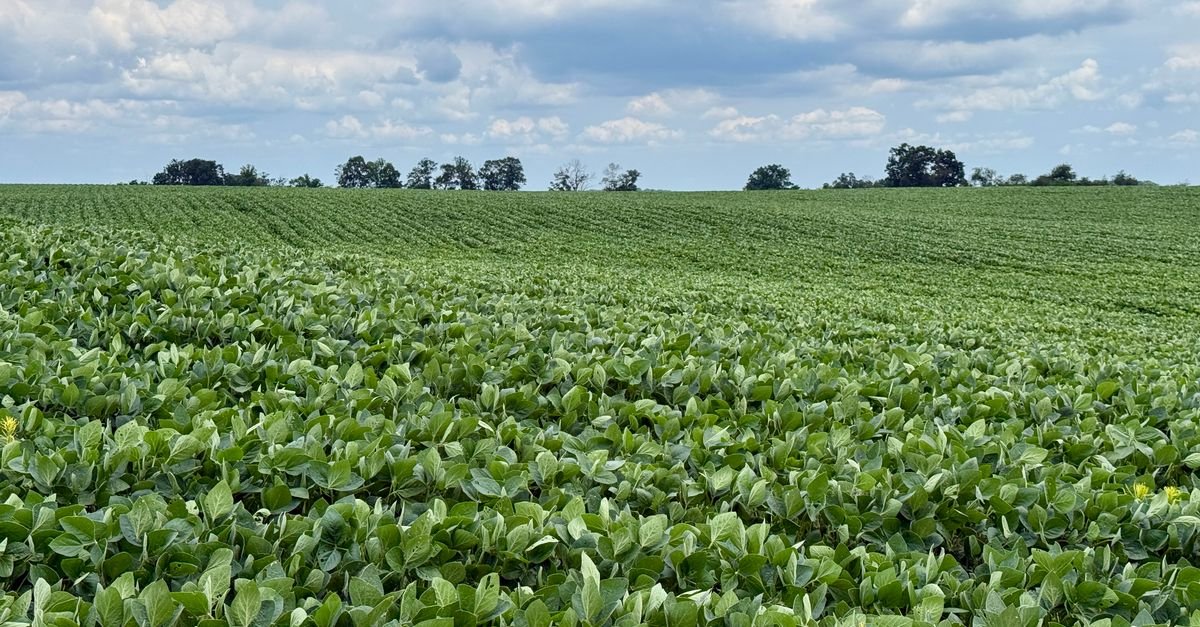 Lavoura de soja verde se estendendo até o horizonte sob céu com nuvens