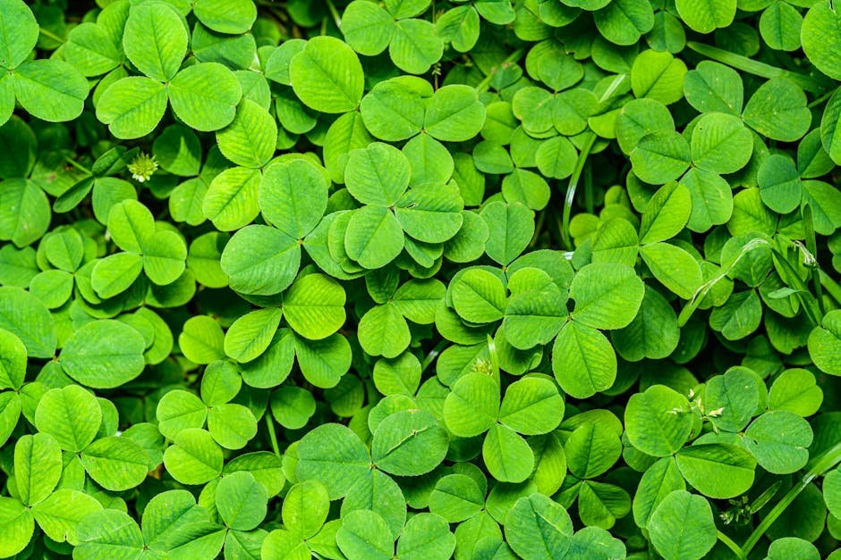 Trevos verdes em close-up simbolizando sorte