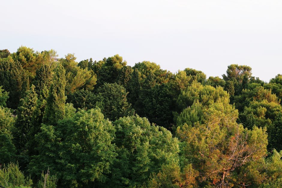 Vegetação seca de cerrado com céu azul ao fundo
