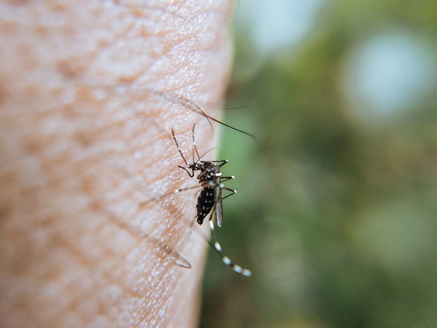 Recipiente com larvas de mosquito sendo monitorado
