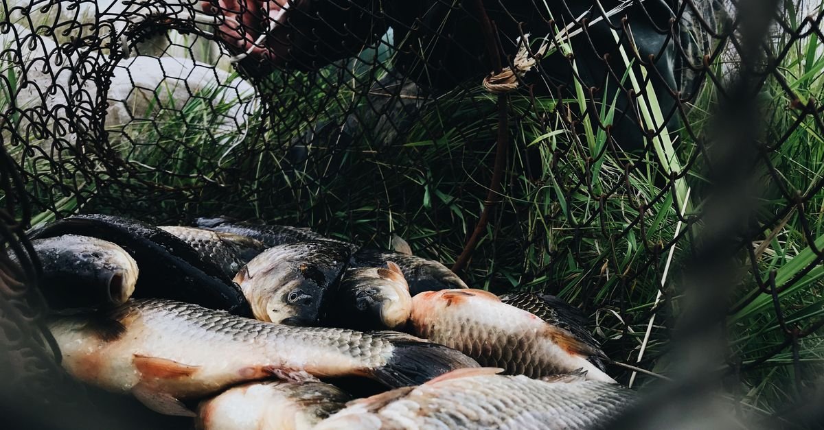 Peixes de água doce dentro de rede de pesca
