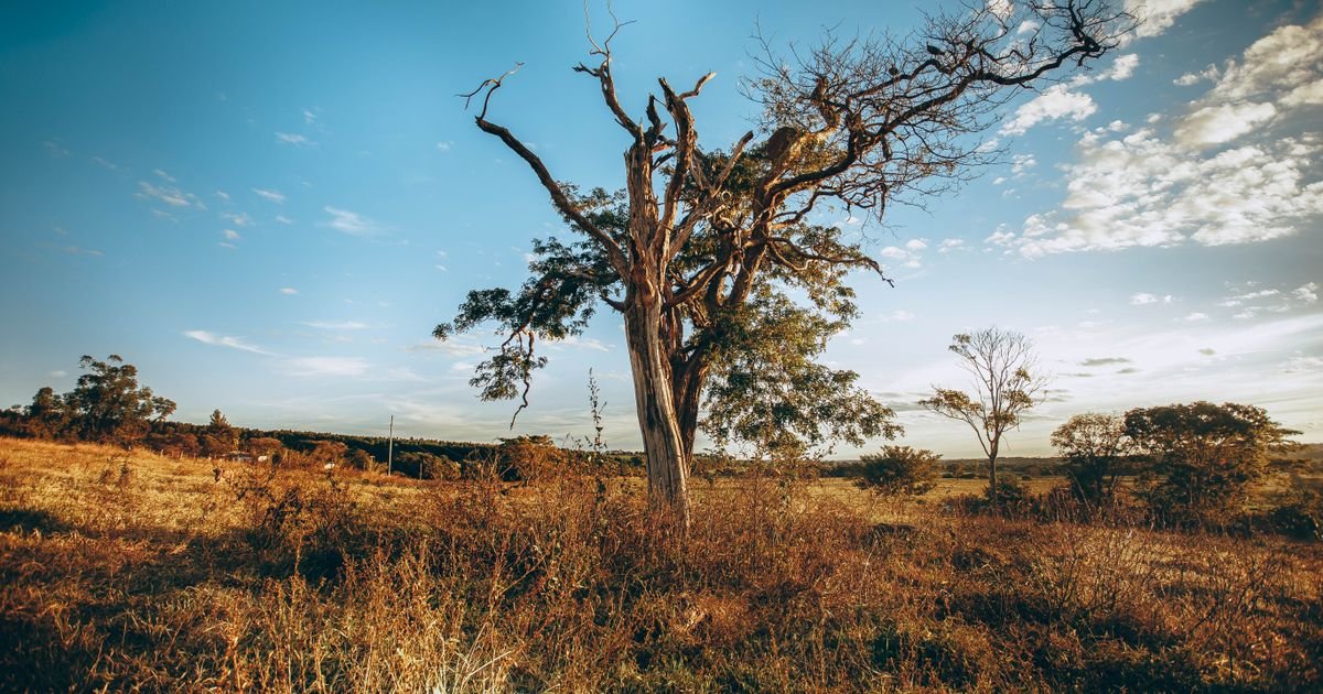 Árvore em campo de vegetação seca dourada sob céu azul