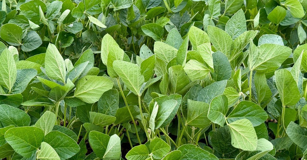 Folhas verdes de plantas de soja ocupando todo o quadro em lavoura