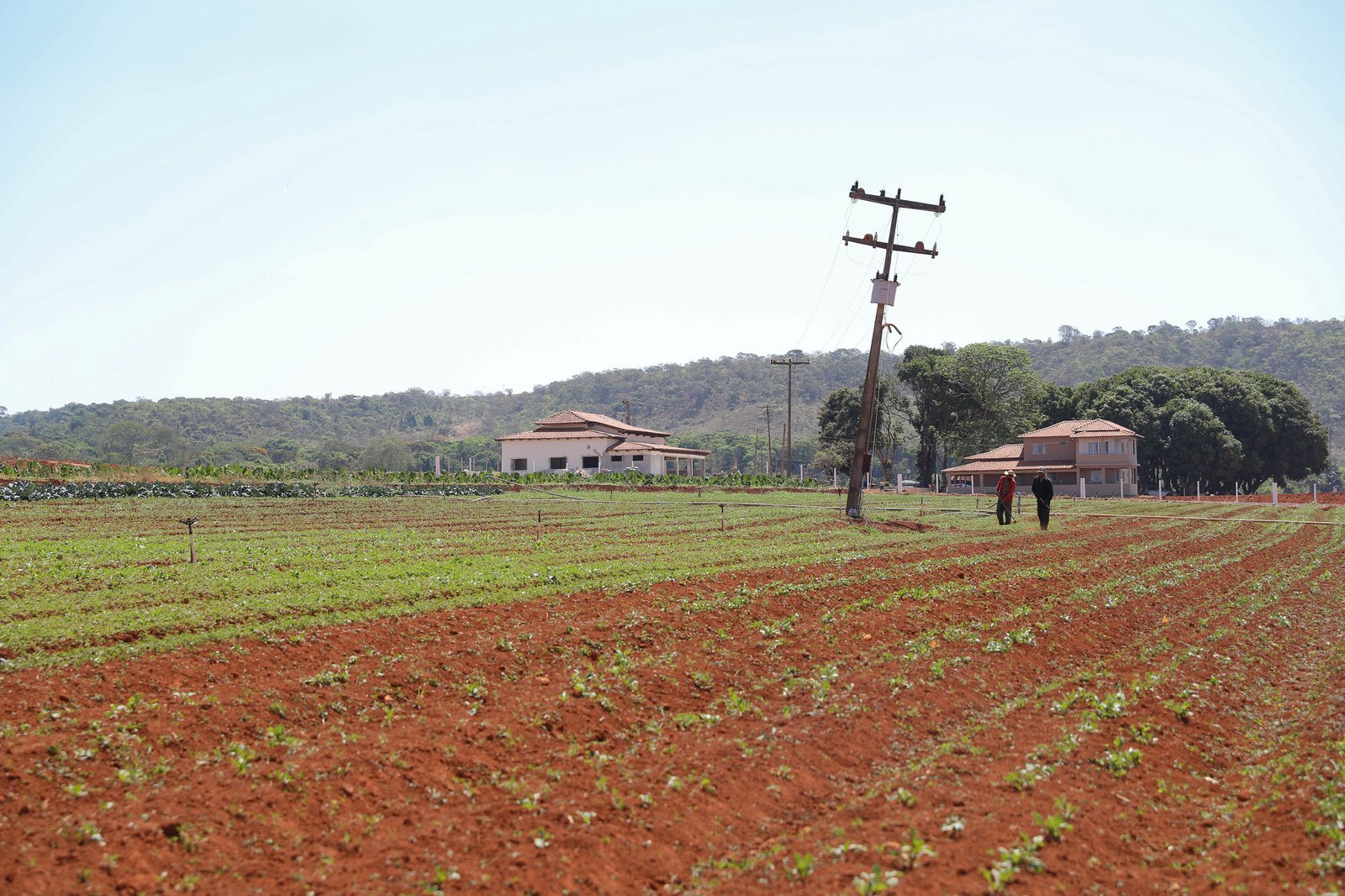 Plantação em área rural do Distrito Federal com casas e trabalhadores ao fundo