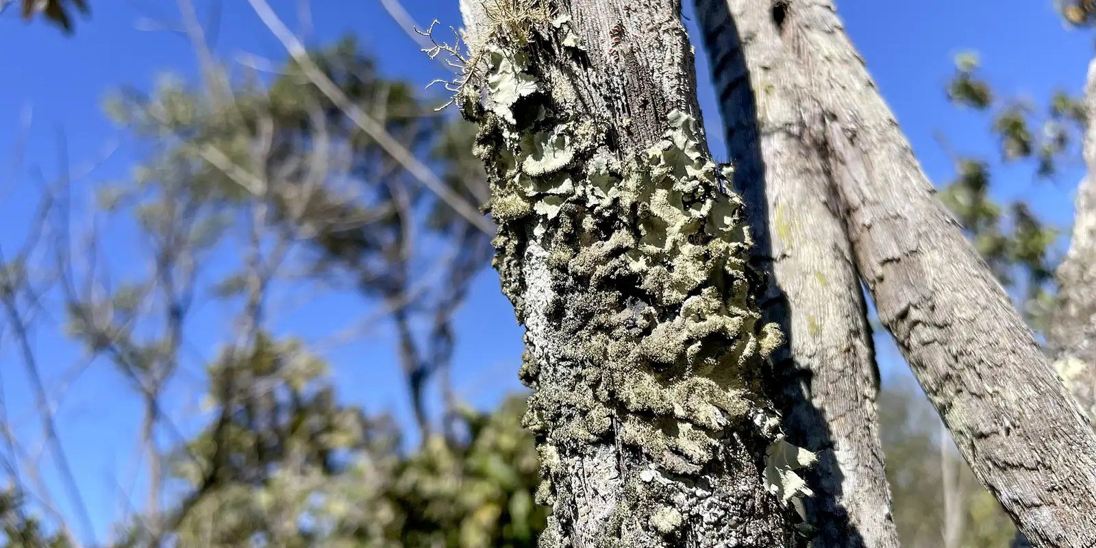 Tronco de árvore do Cerrado coberto de liquens na Reserva Ecológica do IBGE