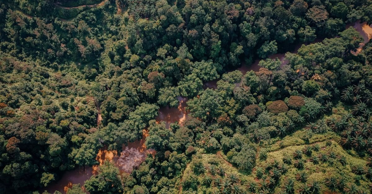 Vista aérea de floresta tropical cortada por um rio