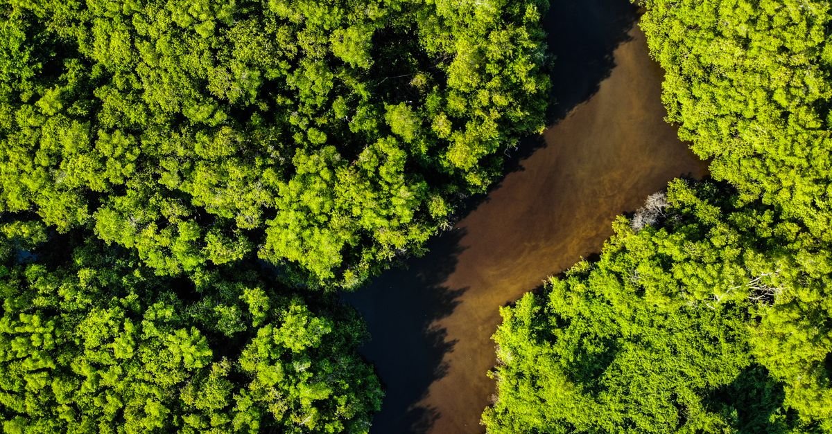 Vista aerea de floresta densa cortada por um rio de aguas escuras
